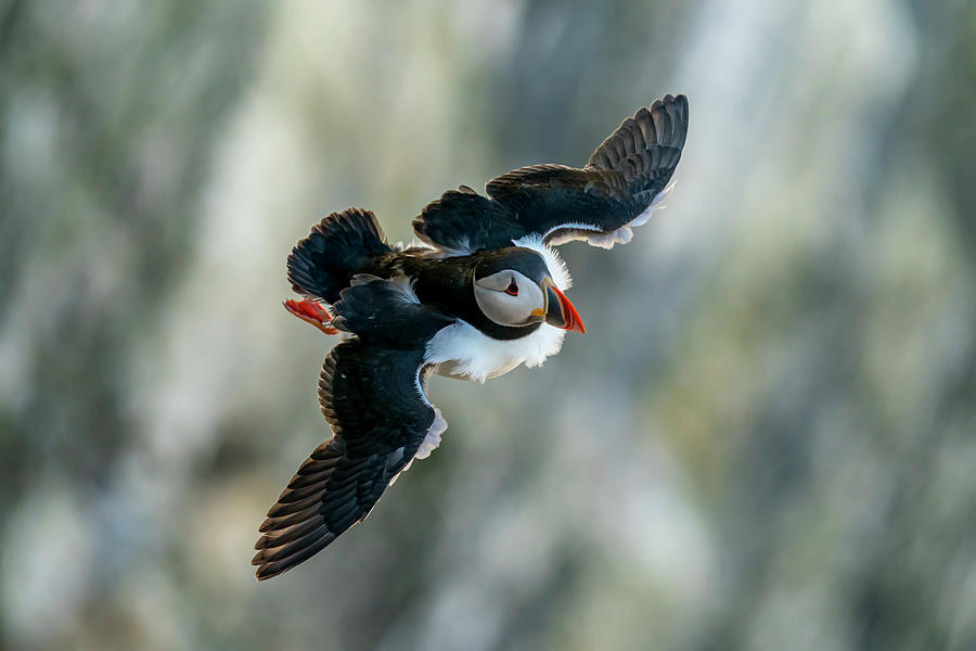 Atlantic puffin Photograph by Scott Carruthers