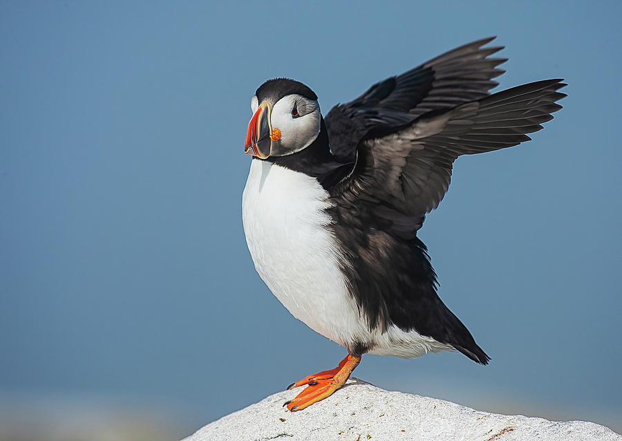 Atlantic Puffin Stretching Wings Photograph