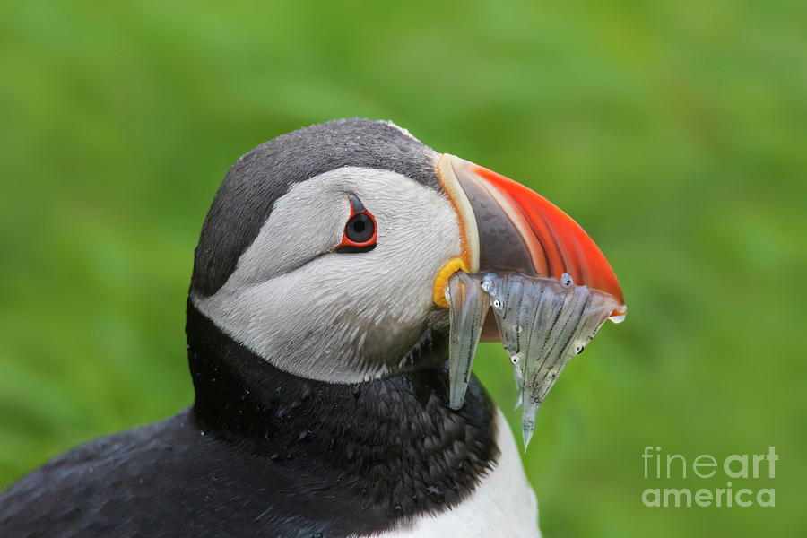 Atlantic Puffin with Fish Photograph by Arterra Picture Library