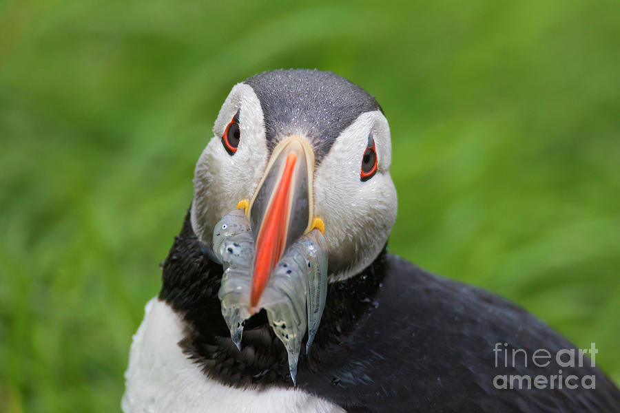 Atlantic Puffin with Sandeels Photograph by Arterra Picture Library