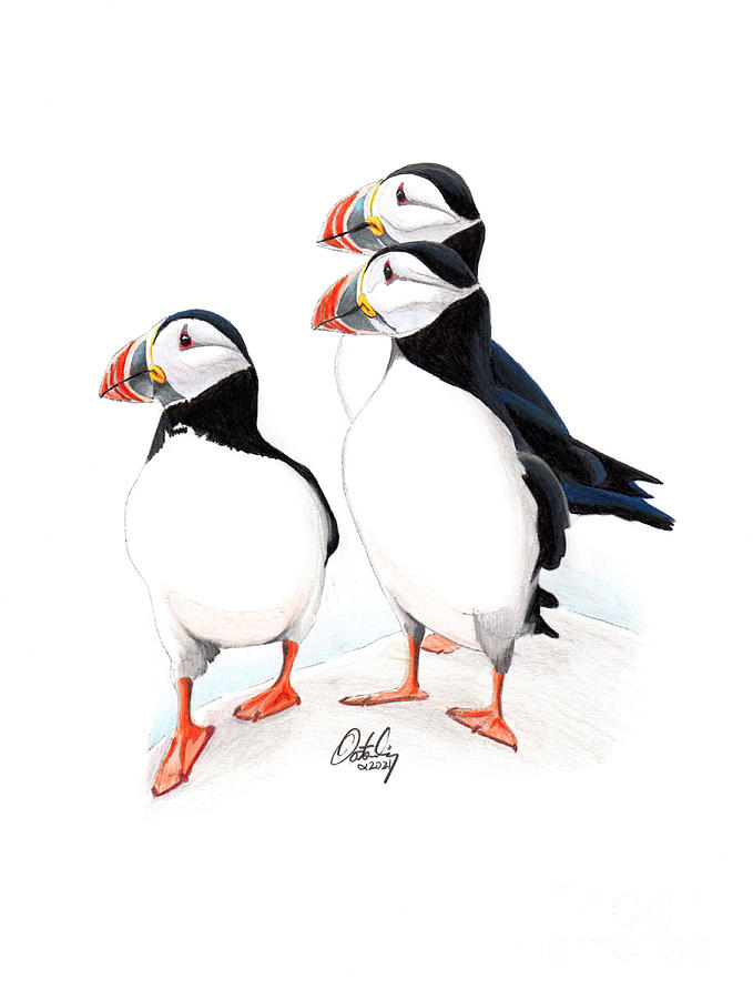 Atlantic Puffins Mixed Media by Stephen Oosterling