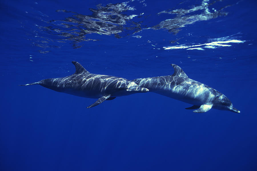 Atlantic spotted dolphins Photograph by Comstock Images