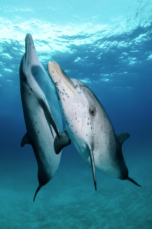 Atlantic Spotted Dolphins Photograph