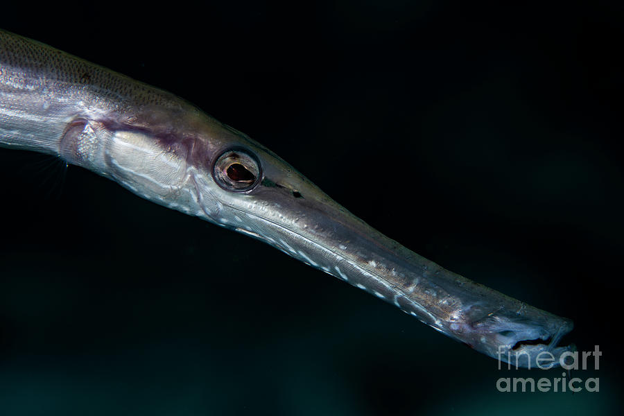 Atlantic Trumpetfish Photograph by JT Lewis