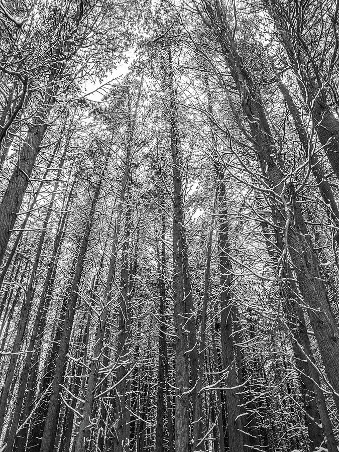 Atlantic White Cedars in the Snow Photograph by Kristia Adams