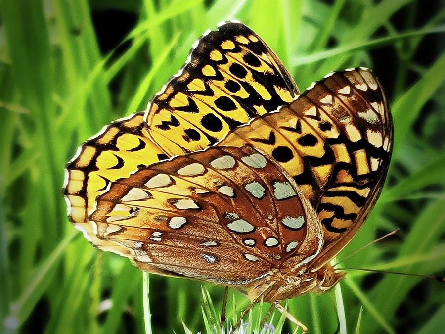 Atlantis Fritillary Butterfly Photograph by Ally White