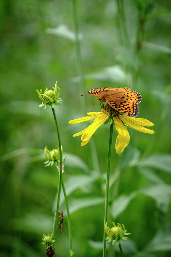 Atlantis Fritillary on Sneezeweed Photograph by Mary Lee Dereske