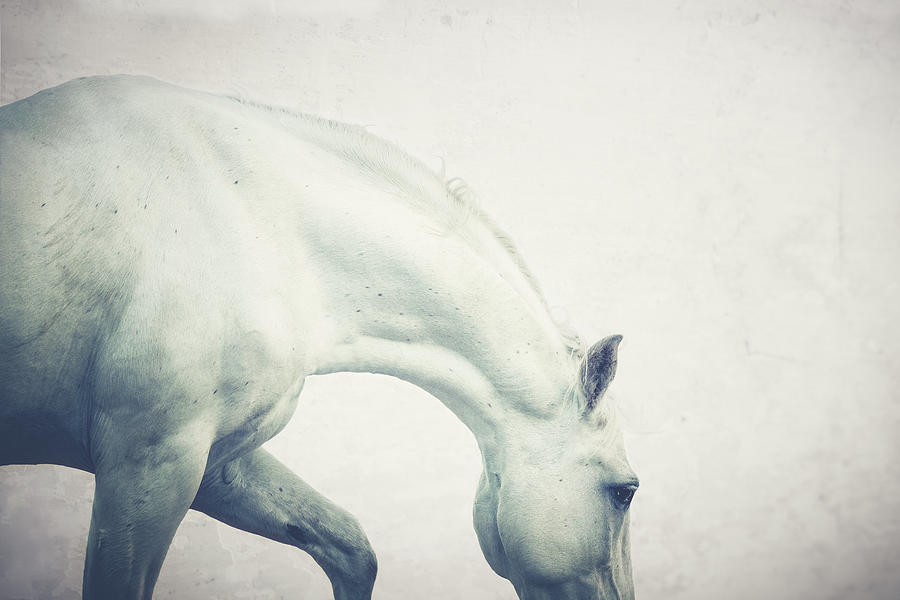 Atlas Blue - Horse Art Photograph by Lisa Saint