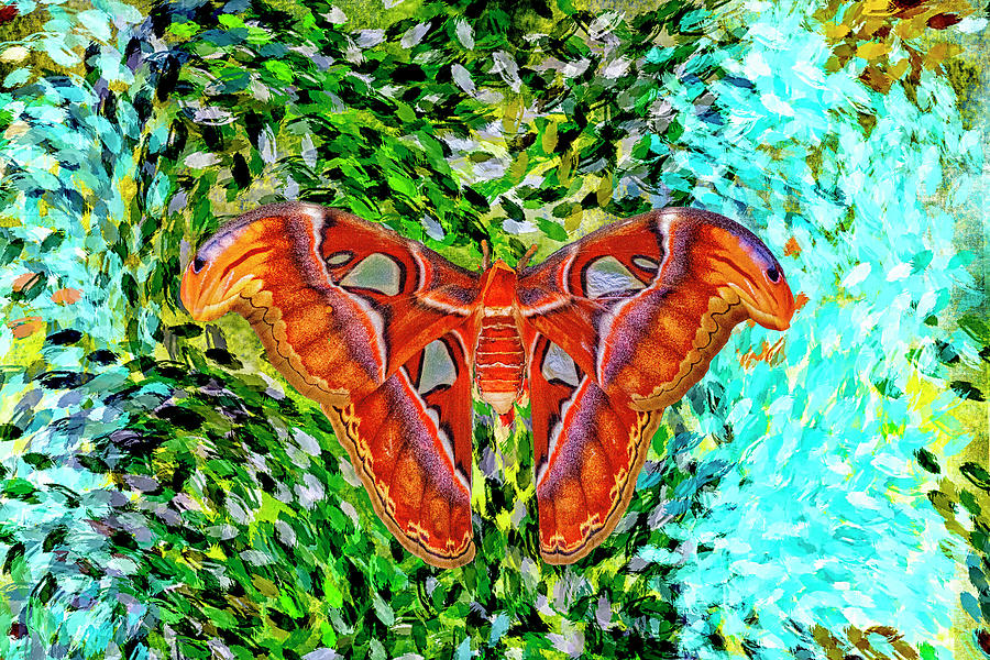 Atlas Moth Digital Art by Christopher Eng-Wong - Fine Art America