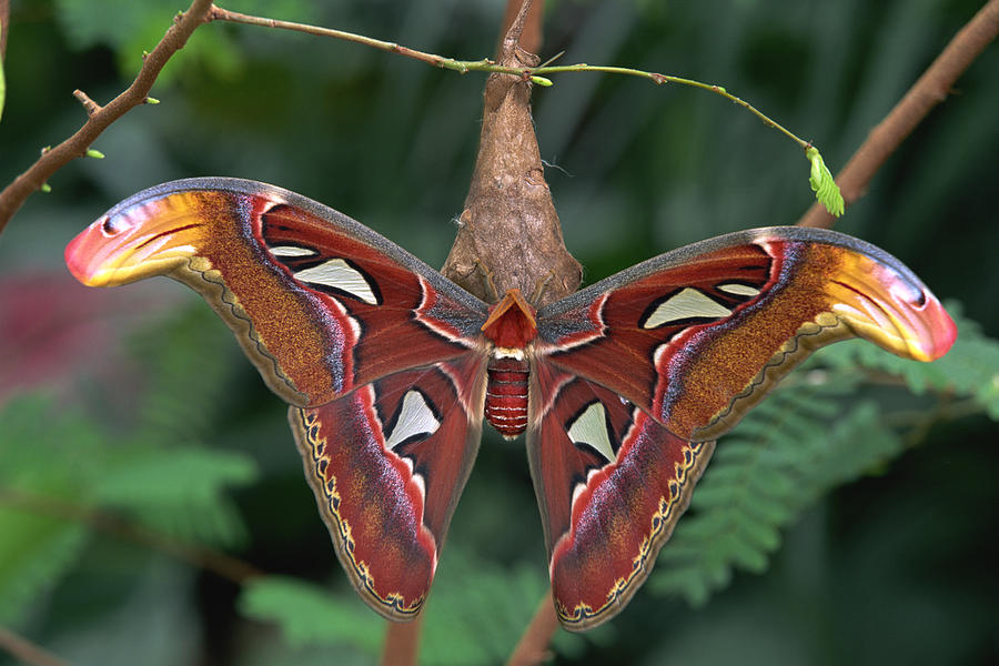 Atlas moth Photograph by Comstock Images