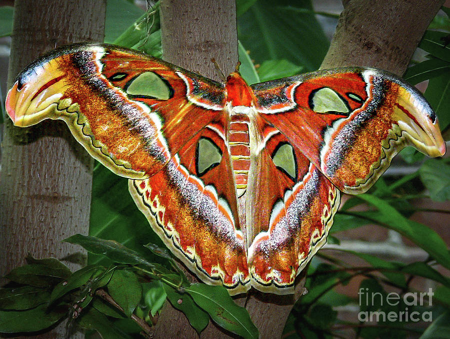 Atlas Moth II Photograph by Kevin Fortier