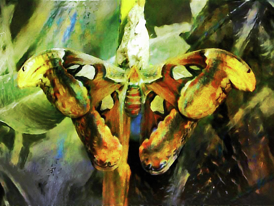 Atlas Moth Digital Art by Susan Maxwell Schmidt
