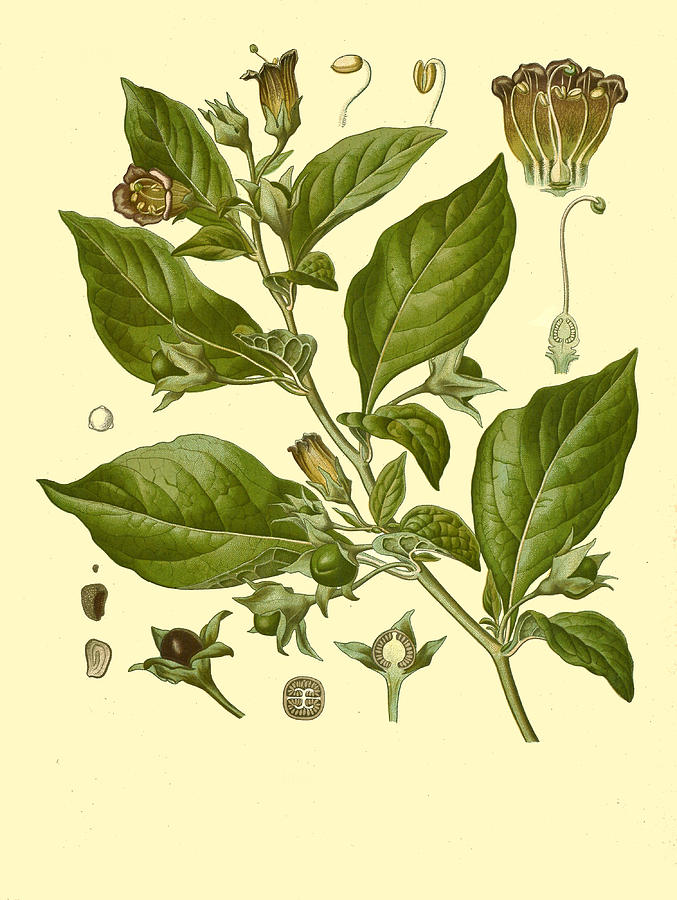 Atropa belladonna Drawing by Walther Otto Mueller