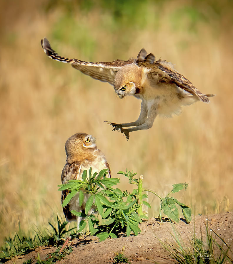Baby Burrowing Owl Attack Photograph by Judi Dressler