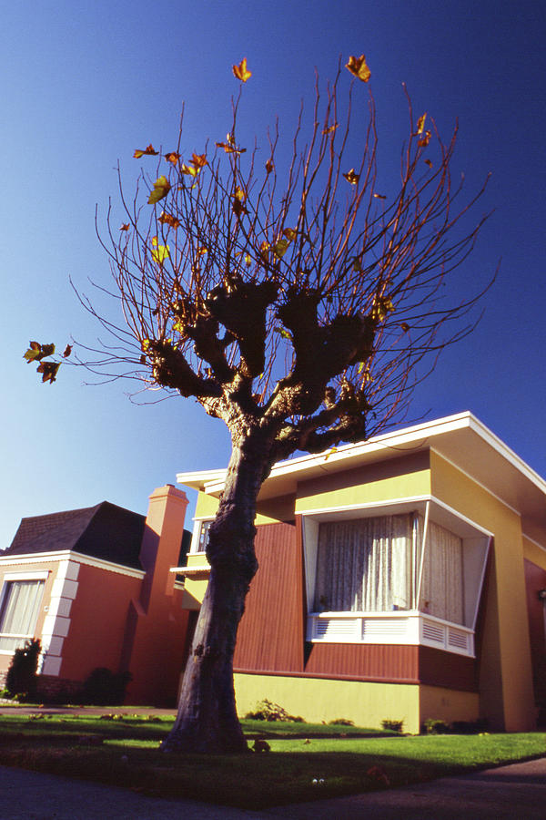 Attack of the Tree People -- Mid-Century Modem House in San Francisco, California Photograph by Darin Volpe