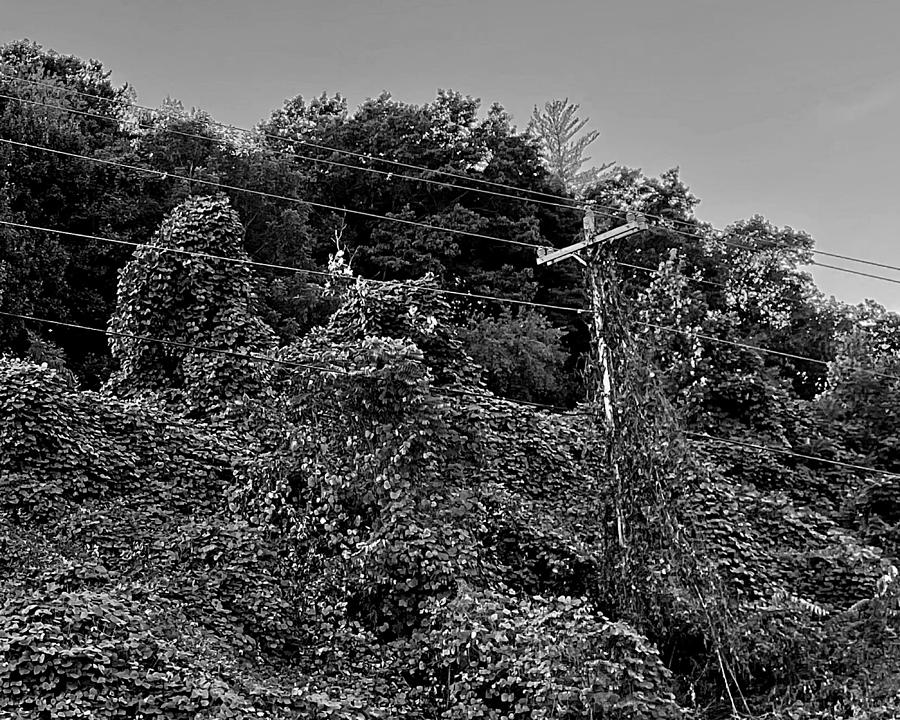 Attack of the Vines BW Photograph by Lee Darnell