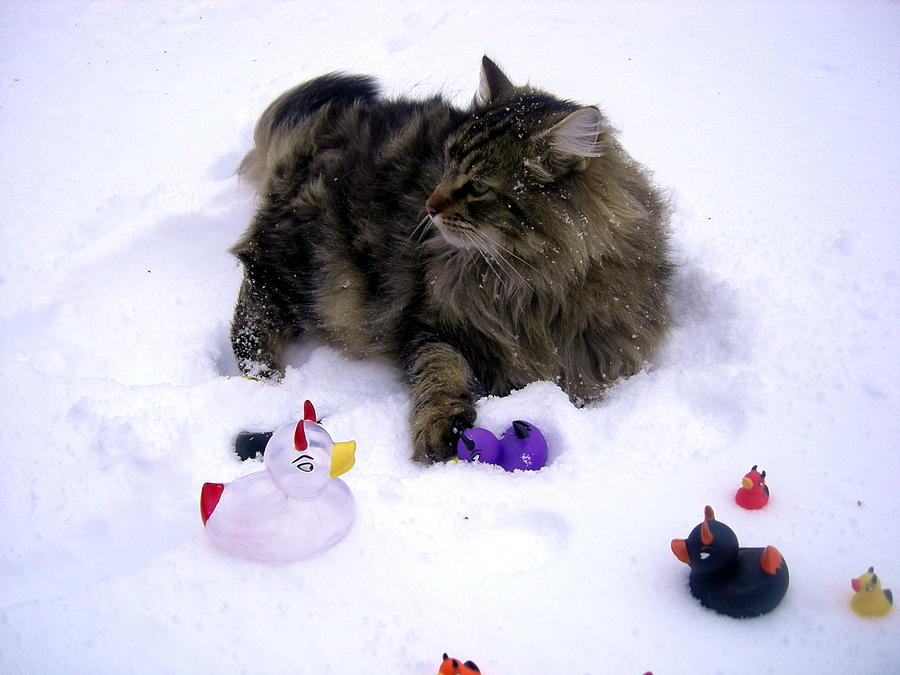 Attack of the wild snow kitty Photograph by Jean Evans
