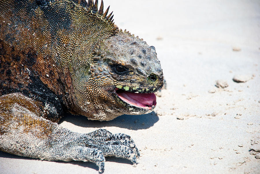 Attacking Iguana  -  Galapagos Photograph by Sascha Grabow