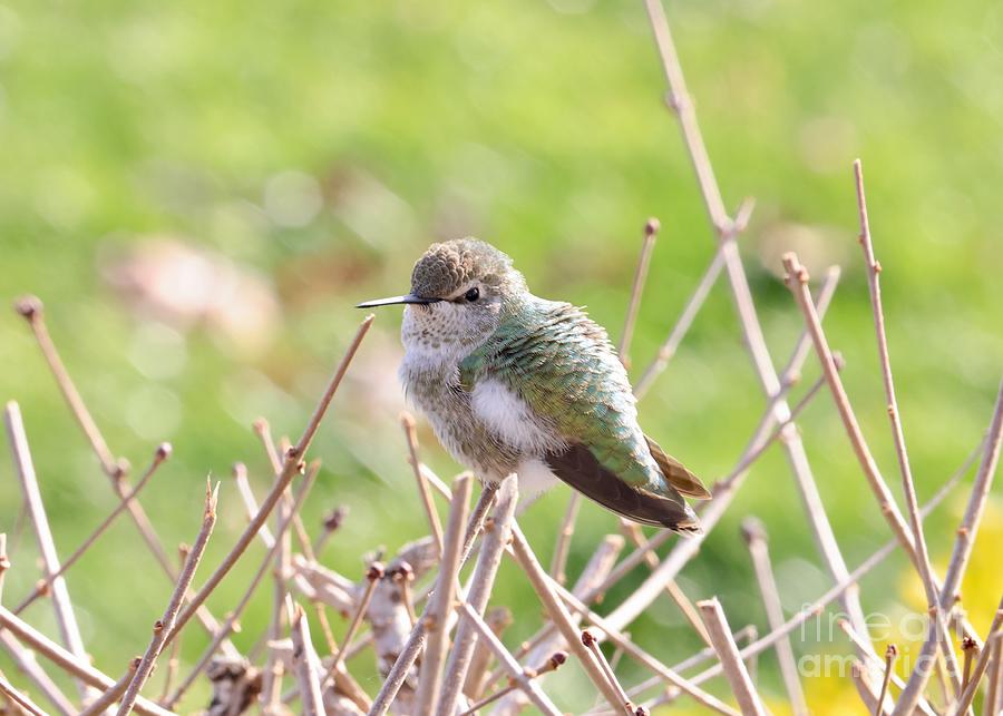 Attentive Hummingbird on Branch Photograph by Carol Groenen