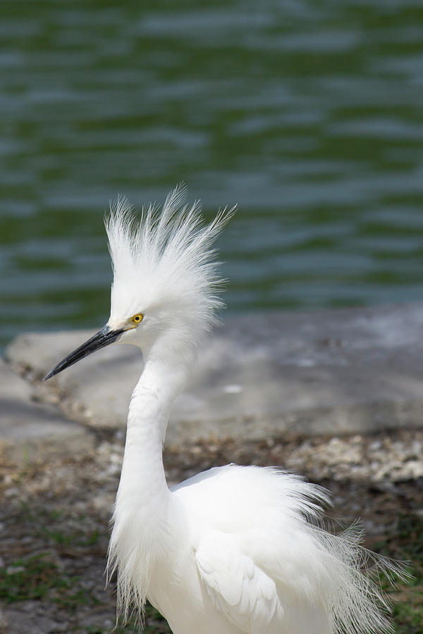 Attitude Photograph by Barbara Busenbark - Fine Art America