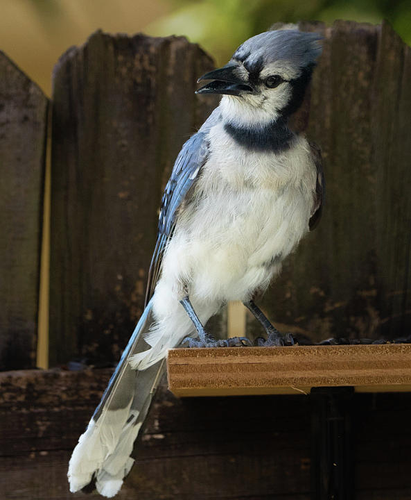  Attitude Blue Jay  Photograph by Vincent Billotto