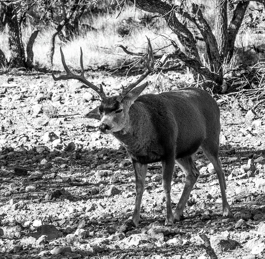 Attitude - Mule Deer Buck Bw Photograph