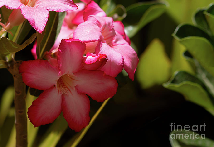 Nature Photograph - Attractive adenium  by Ruth Jolly