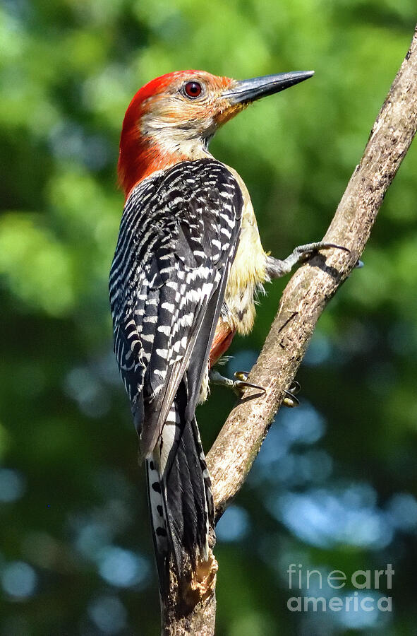 Attractive Adult Male Red-bellied Woodpecker Photograph