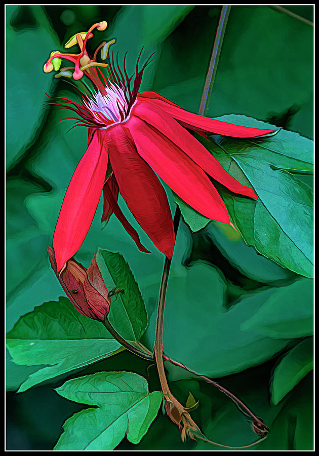 Atypical Passion Flower Photograph by Jeffrey Marmaro - Fine Art America