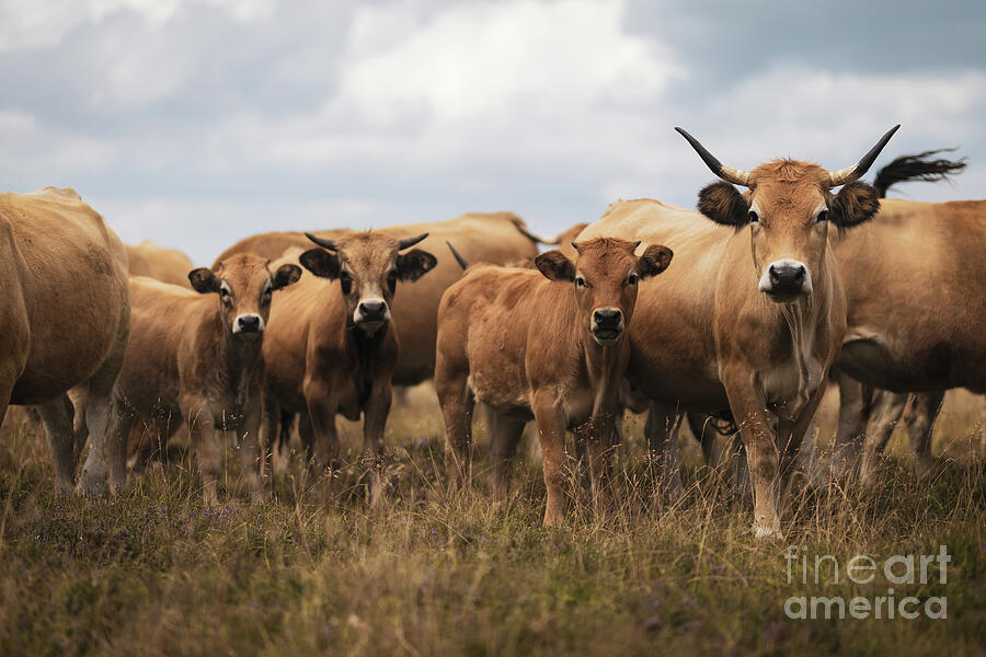 Aubrac Cows In Cevennes Photograph