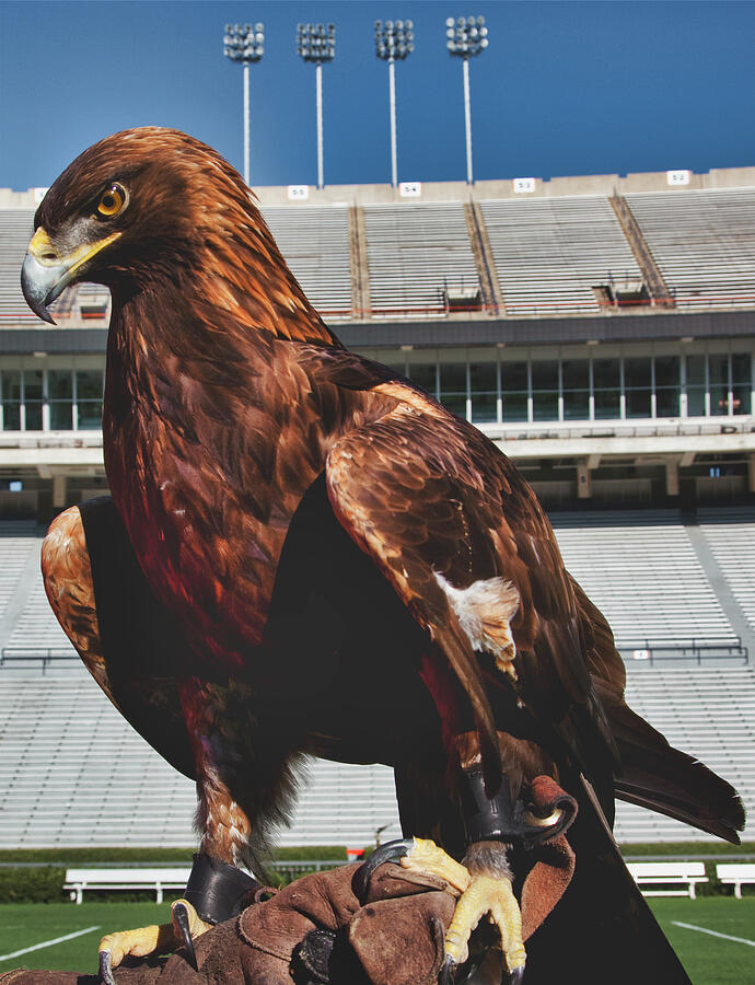 Auburn's Famous War Eagle Photograph by Mountain Dreams - Fine Art America