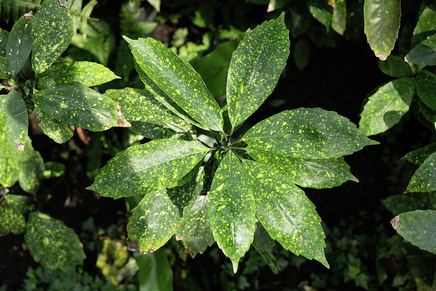 Aucuba Japonica Plant Leaves Photograph by Artur Bogacki
