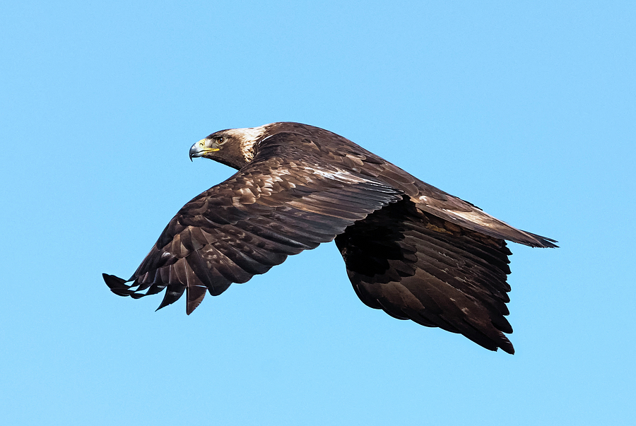 Audacious Golden Eagle Photograph by Loree Johnson