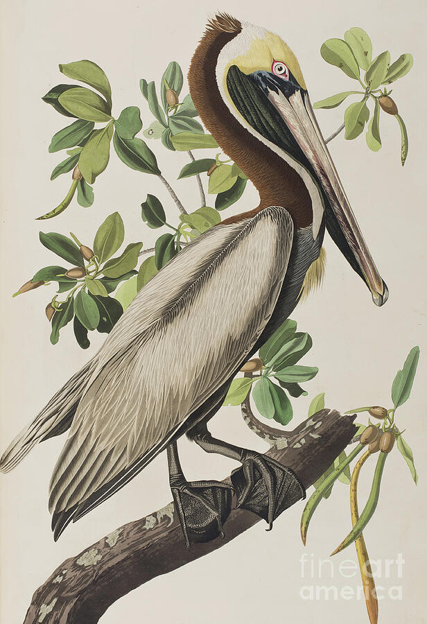 Audubon, Brown Pelican Illustration from Birds of America Painting by John James Audubon Audubon, Brown Pelican Illustration from Birds of America Painting by John James Audubon