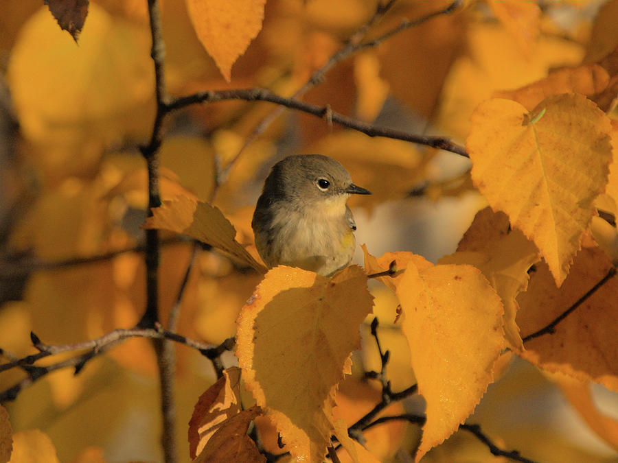Audubon Warbler Photograph by Chris Pappathopoulos