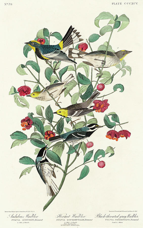 Audubon Birds Drawing - Audubons Warbler, Hermit Warbler and Black-throated gray Warbler by John James Audubon