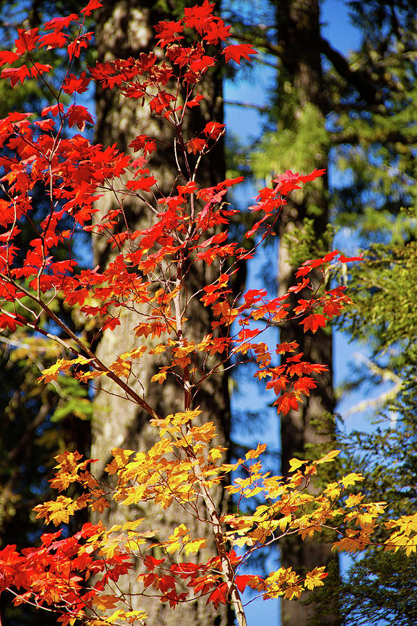 Aufderheide autumn colors Photograph by Kunal Mehra