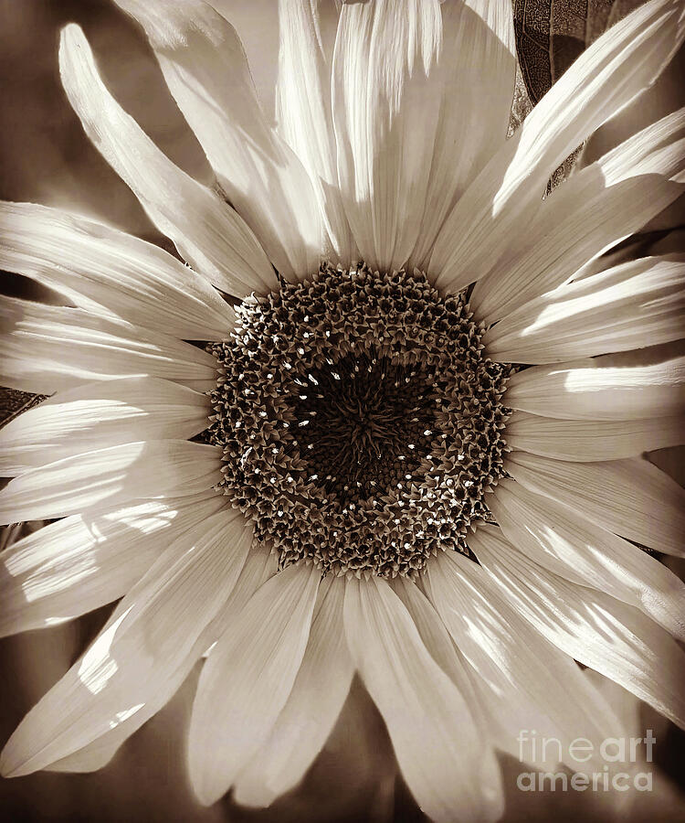Flower Photograph - August Bloom by Kent Flora