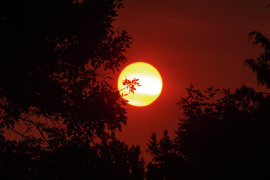 August Burning Sun Photograph