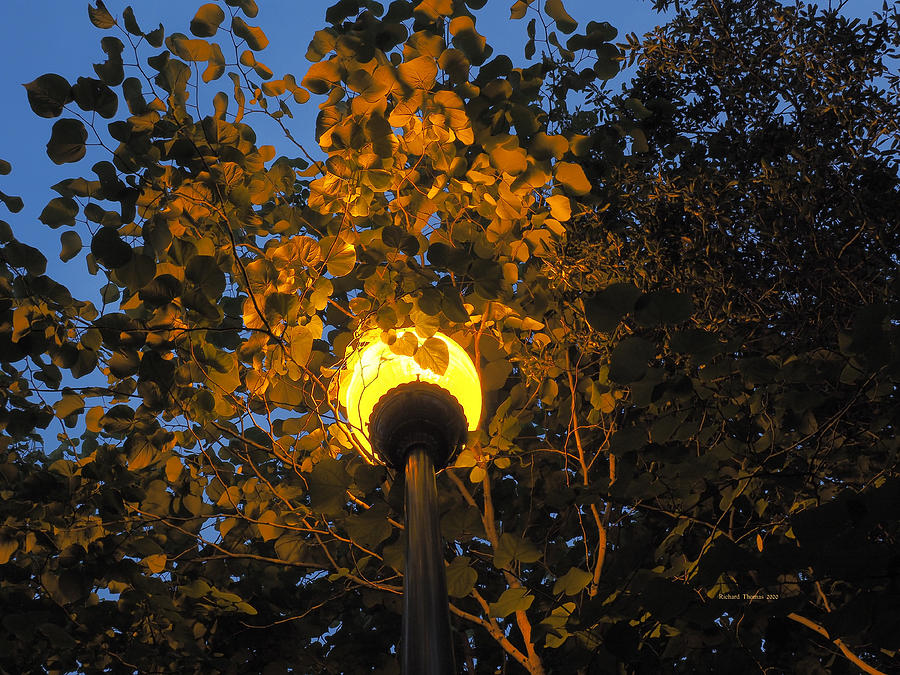 August Evening Lamp Photograph by Richard Thomas
