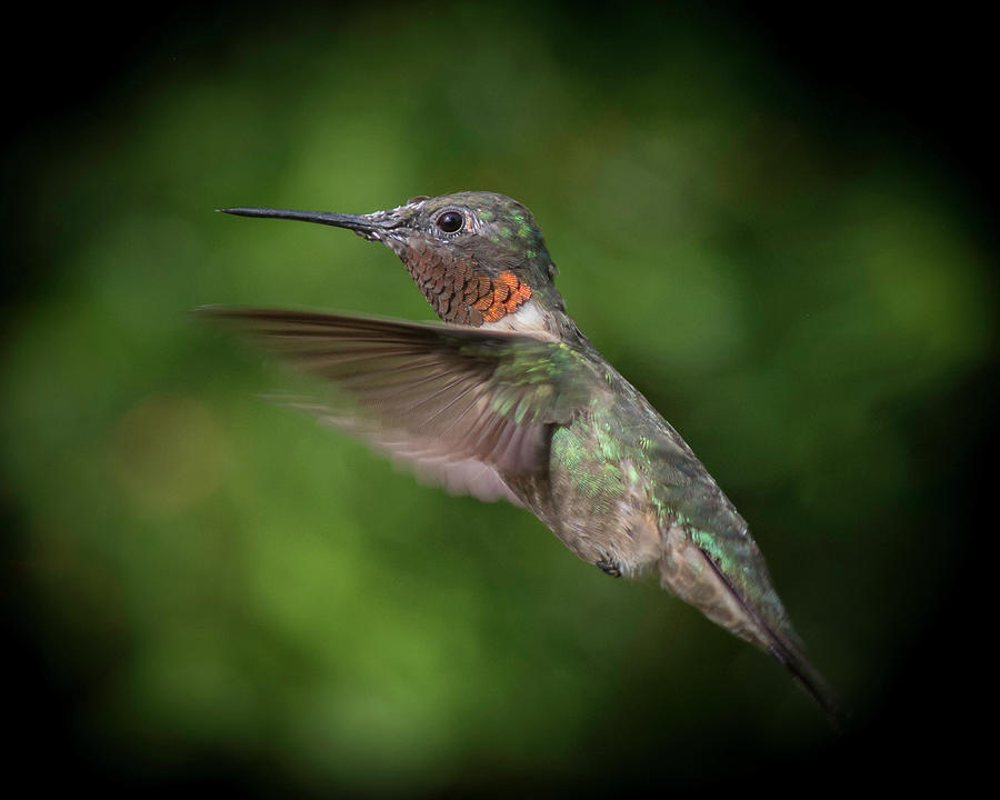 August Male Ruby Throated Hummingbird Photograph