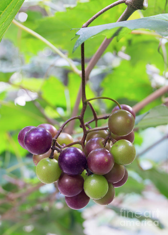 August Muscadine Grapes on the Vine Photograph by MM Anderson