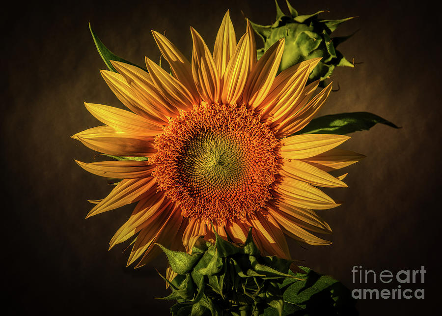 August Sunflower Power Photograph by Janice Pariza