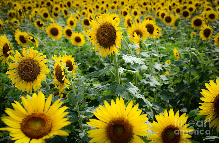 August Sunflowers Photograph by Veronica Batterson