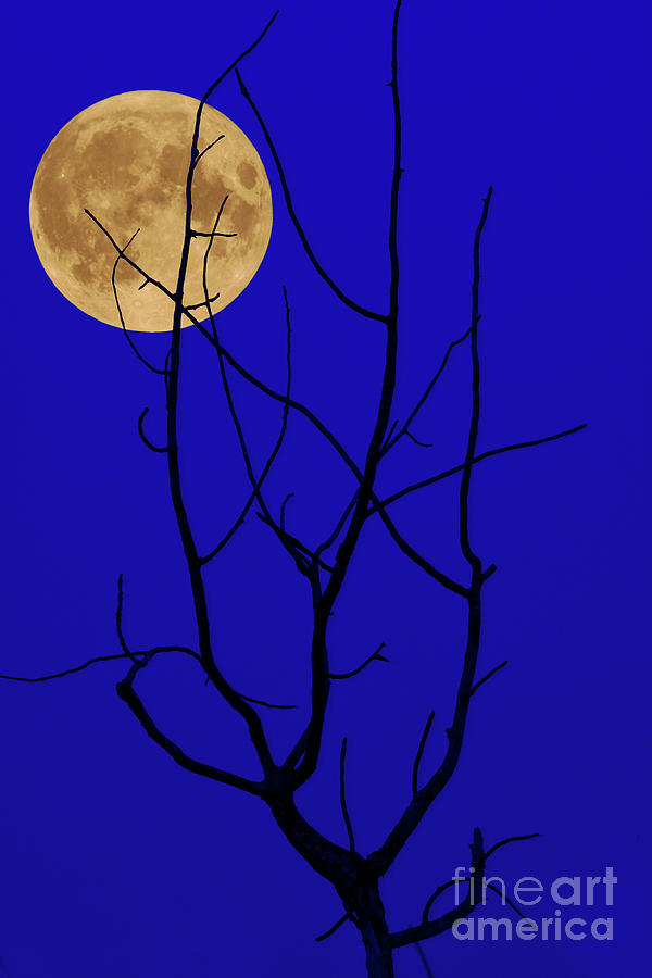 August 2023 Super Full Blue Moon Photograph by Terry Elniski