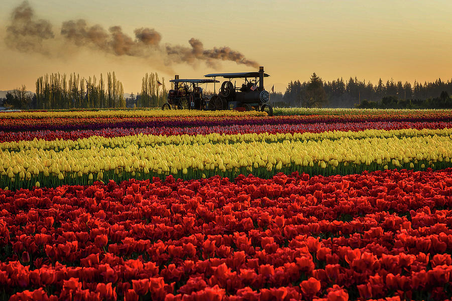 Tulip Photograph - Aultman and Taylor Steam Tractor in the Tulips by Wes and Dotty Weber