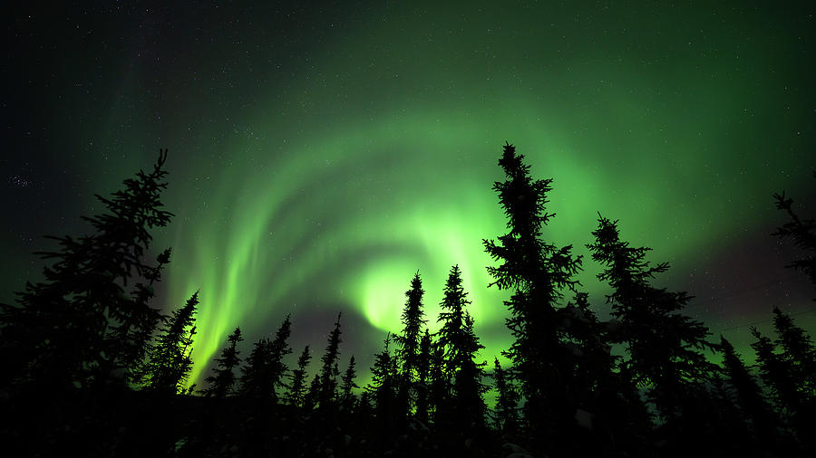 Aurora Alaska Evergreen Swirl 1 Photograph by William Kennedy