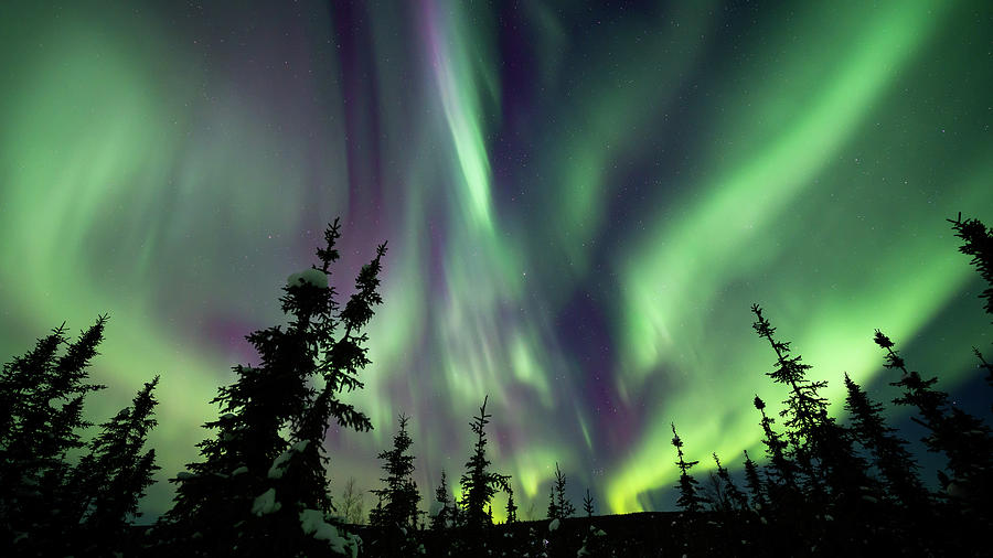 Aurora Alaska Purple Evergreen Lights 2 Photograph by William Kennedy