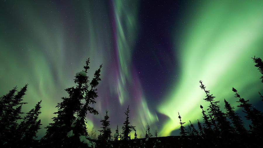 Aurora Alaska Purple Evergreen Lights 3 Photograph by William Kennedy