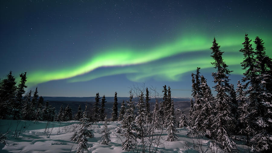 Aurora Alaska Snowy Evergreens 1 Photograph by William Kennedy